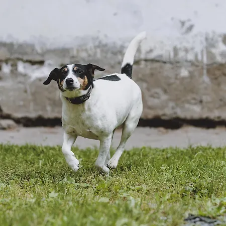 Home, Fusch An Der Glocknerstrasse Fusch an der Grossglocknerstrasse