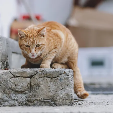 Сasa de vacaciones Home, Fusch An Der Glocknerstrasse Fusch an der Grossglocknerstrasse