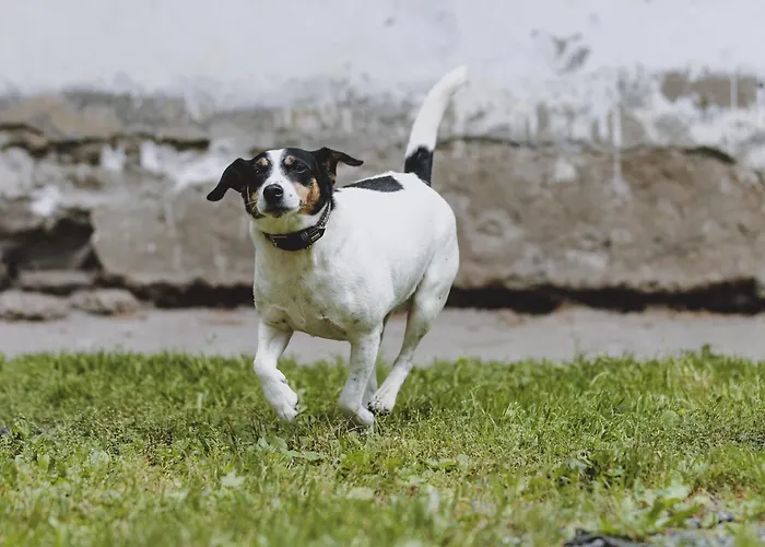 Home, Fusch An Der Glocknerstrasse Fusch an der Grossglocknerstrasse