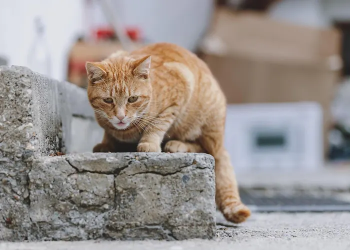 Dom wakacyjny Home, Fusch An Der Glocknerstrasse Fusch an der Grossglocknerstrasse